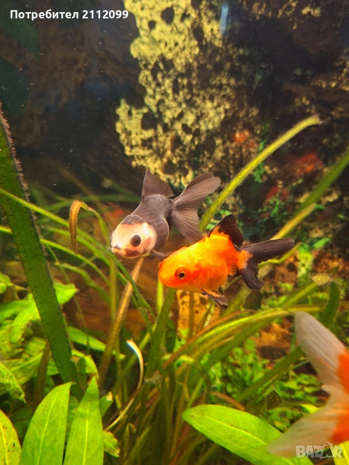 Две оранди 6-7см, снимка 1