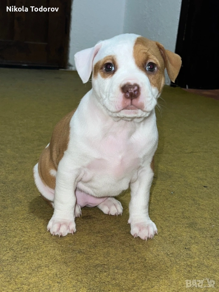 Питбулчета , снимка 1