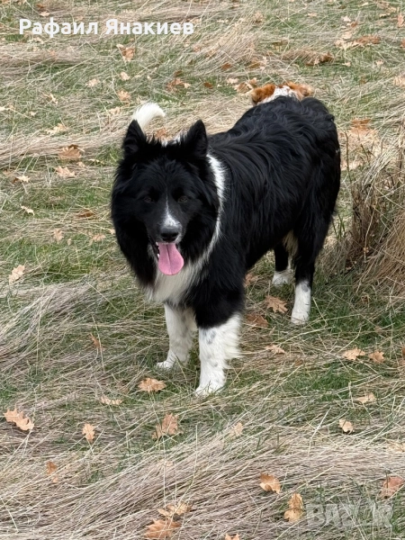 Бордър коли, снимка 1