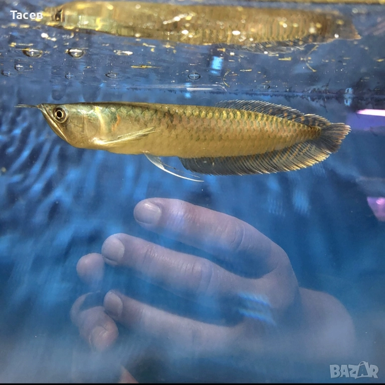 Арована сребърна 25см, снимка 1