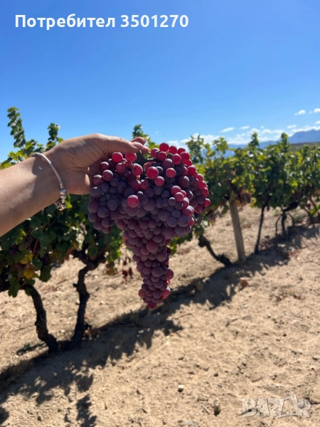 Грозде Сорт Памид , снимка 1