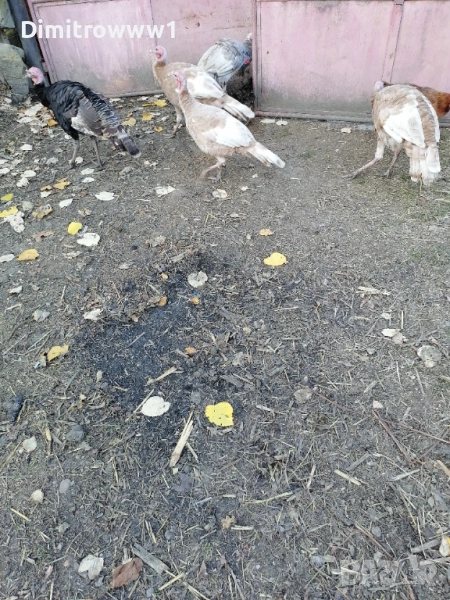 Домашни пуйки, снимка 1