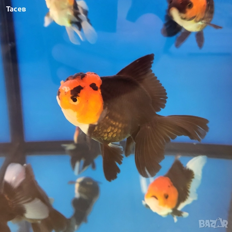 Оранди 9-10см, снимка 1