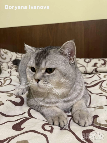 Британски късокосмест котарак търси своята дама, снимка 1