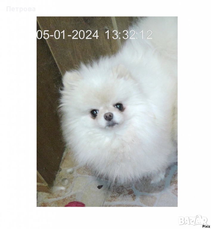Купувам бял мъжки померан с къса муцунка над 20 месеца, снимка 1