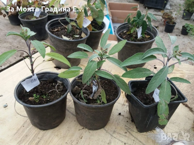 Салвия, снимка 5 - Градински цветя и растения - 53634660