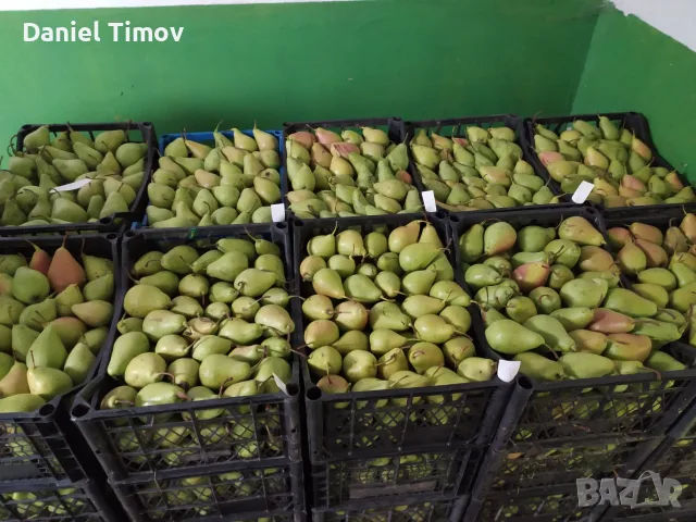 Продавам Попска круша
