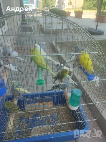 Вълнисти папагали