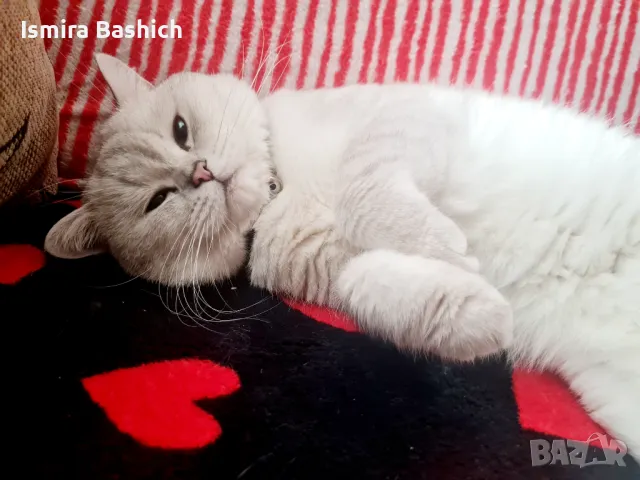 Британец за разплод, снимка 2 - Британска късокосместа - 49222261