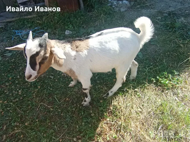 Мини кози - нигерийско джудже и мини холанска, снимка 6 - Други животни - 55246485