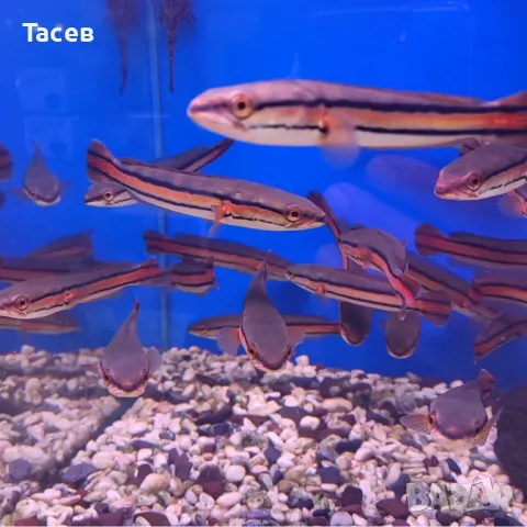 Червен змиеглав 6-7см