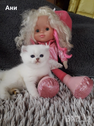 МНОГО, МНОГО КРАСИВИ КОТЕНЦА МЕЧТА , снимка 3 - Персийска - 52584785