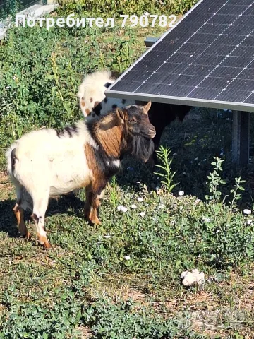 Мини холандски пръчлета , снимка 7 - Кози - 55766487