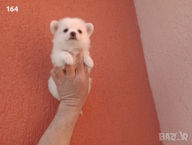 Мини Шпиц - Померан. Мъжки и женски кученца. Снимки от 08.03.26 г. , снимка 12 - Померан - 53761327