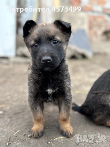 Белгийски овчарки Малиноа, снимка 7 - Белгийска овчарка - 53582487