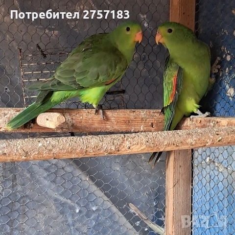 продавам червенокрили папагали 2025 чифт, снимка 3 - Папагали - 53776097