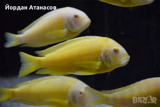 Трофеуси / tropheus