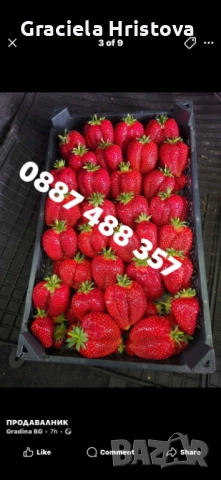 Продавам разсад ягоди , снимка 12 - Градински цветя и растения - 53679981