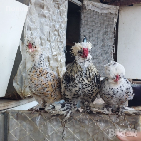 Продавам джинки