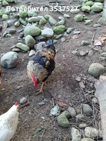 Продавам млади петлета, снимка 1