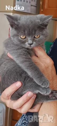 Британска късокосместа, снимка 1