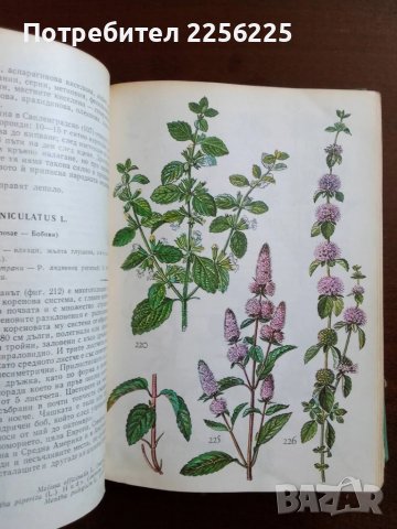 Нашите лекарствени растения част 2, снимка 4 - Специализирана литература - 50600185