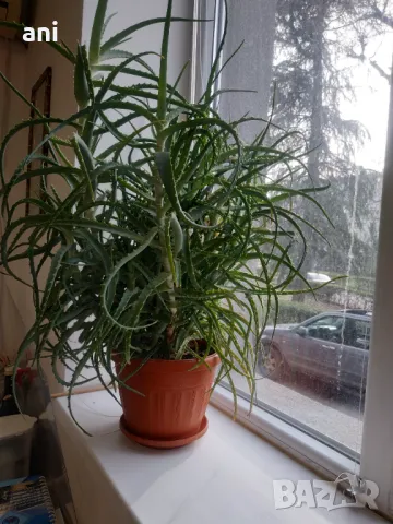 Продовом алое и бенджамин