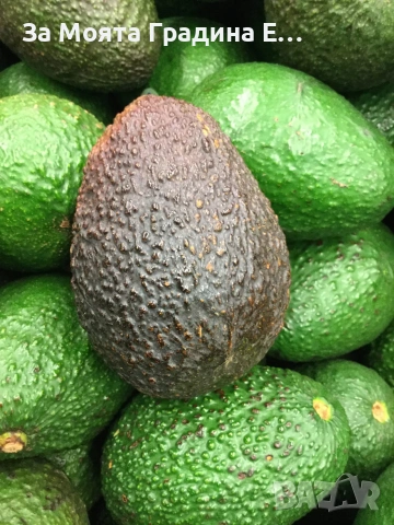 Авокадо , снимка 5 - Градински цветя и растения - 53636003