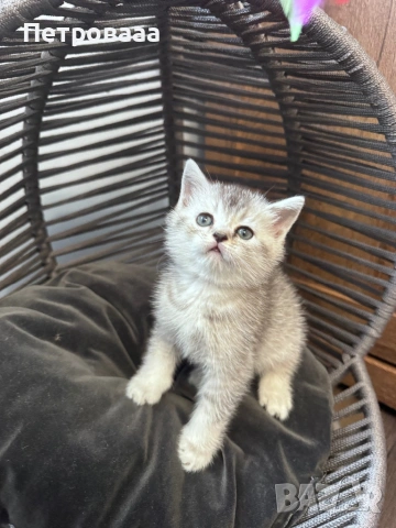 Британски / шотландски котенца , снимка 10 - Британска късокосместа - 53590580