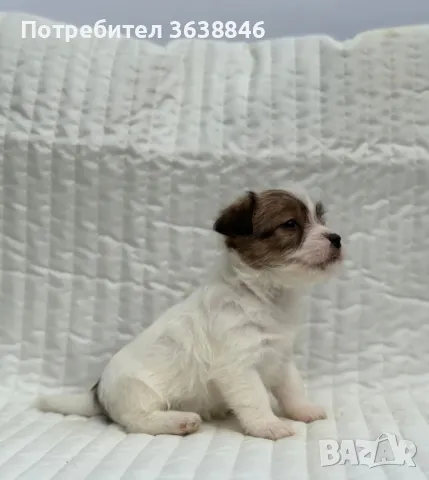 Твърдосокмест джак ръсел, снимка 2 - Джак ръсел териер - 49659819