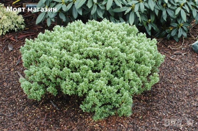 Хабе - Habe Pungifolia