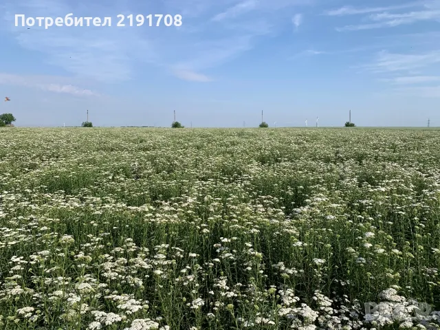 Продавам етерични масла, снимка 3 - Козметика за тяло - 49195415