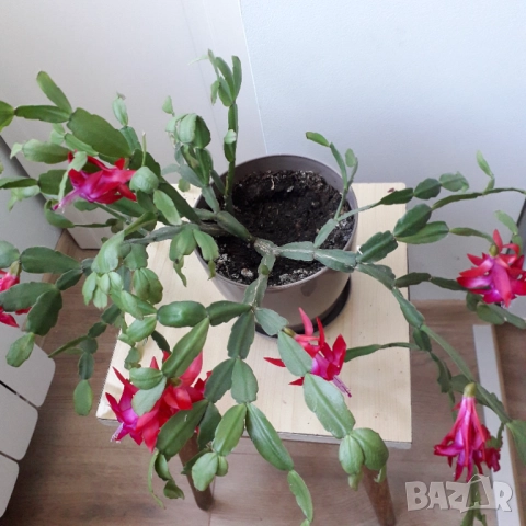 Коледниче/великденче 