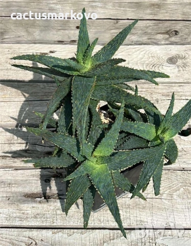 № 1 Aloe, снимка 2 - Стайни растения - 51689168