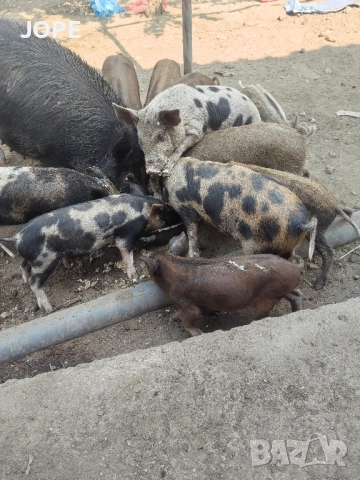 малки прасенца, снимка 4 - Прасета - 52102054