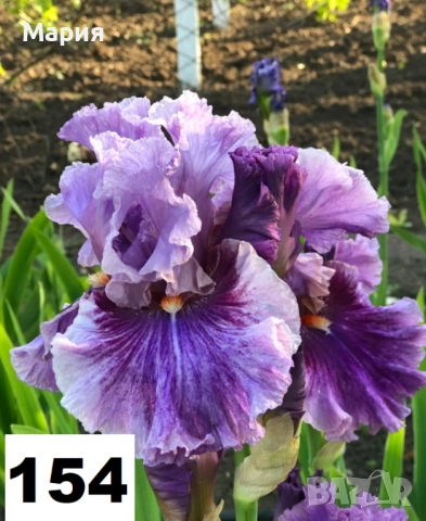 Сортови вискоки ириси /брадати ириси, снимка 15 - Градински цветя и растения - 51459181
