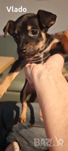 Пинчери ваксинирани с паспорти от 10.02.26г.