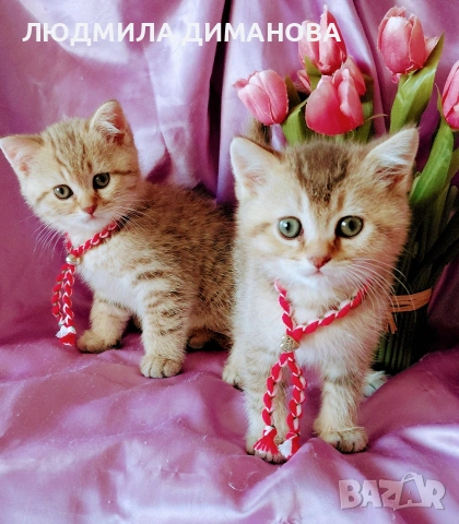 Шотландски мъжки златни чинчили. , снимка 5 - Британска късокосместа - 53619769