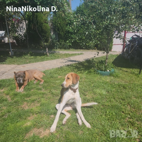 гледане на кучета в домашни условия в вила до Обзор, снимка 3 - Други - 53538213