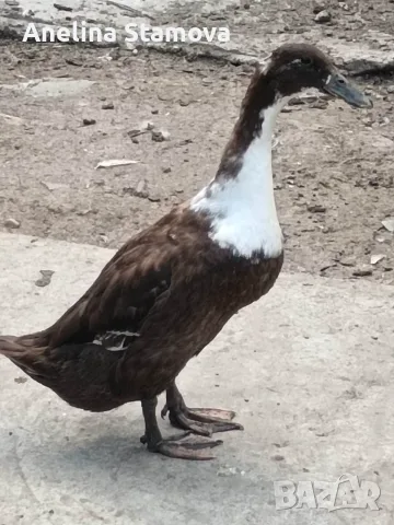 индийски бегачи чифтове