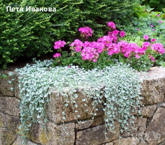 Сребриста дихондра , снимка 4 - Градински цветя и растения - 53481133