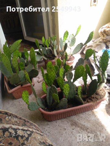 Саксии с незамръзващ кактус  , снимка 13 - Стайни растения - 41240742