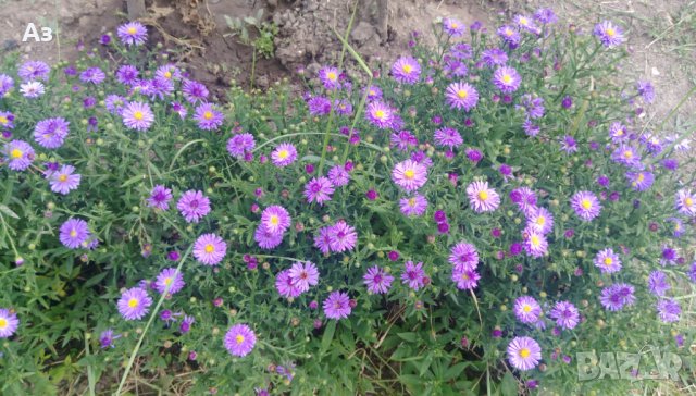 Цветя Астра алпийска – за ранно пролетно засаждане в градината, снимка 9 - Разсади - 41046622
