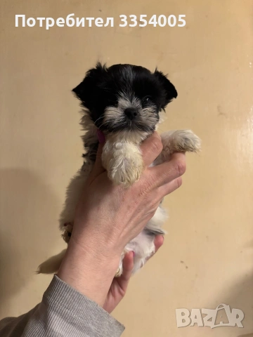 Женско мини йорки , снимка 3 - Йоркширски териер - 53650157