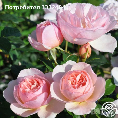 Роза 58, снимка 2 - Градински цветя и растения - 41902752