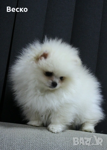 Померан мини мъжки , снимка 4 - Померан - 53768383