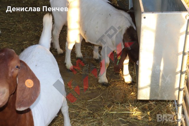 Хранилка за концентриран фураж (за овце), снимка 8 - За селскостопански - 34655335