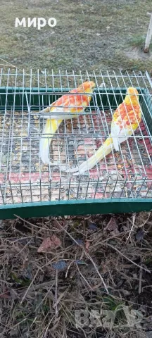 Пойни папагали !, снимка 5 - Папагали - 49105226