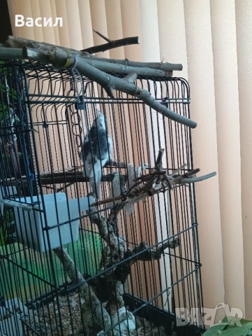продавам мъжка корела, снимка 3 - Папагали - 51025524
