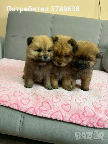 Чау - Чау  💙🐾 , снимка 6 - Чау Чау - 50101890